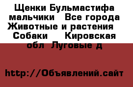 Щенки Бульмастифа мальчики - Все города Животные и растения » Собаки   . Кировская обл.,Луговые д.